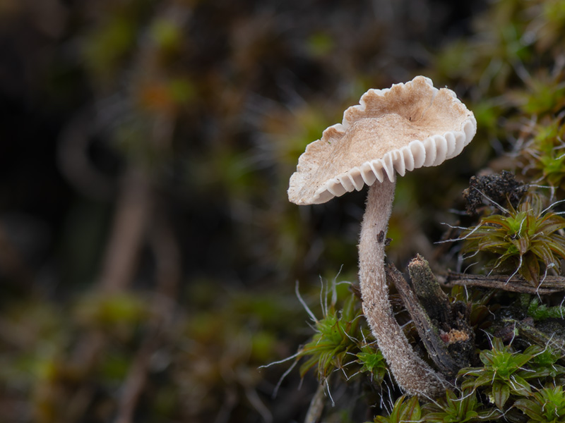 Crinipellis tomentosa